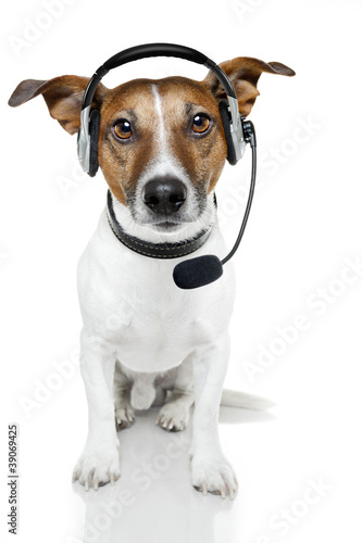 dog with headset