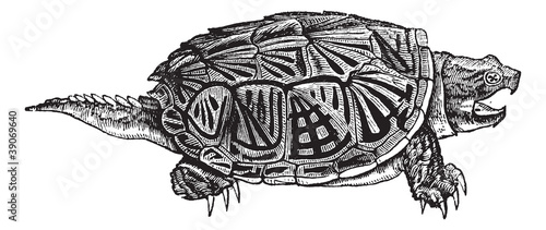 Snapping Turtle (Chelydra serpentina), vintage engraving.