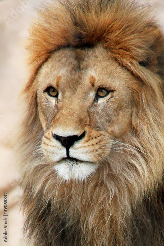Lion © Mirko