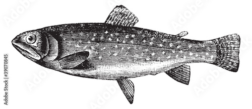 Brown Trout or Salmo trutta, vintage engraving