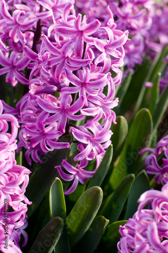 A young hyacinth