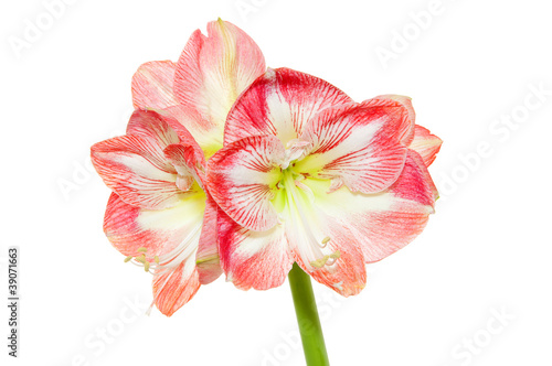 Fototapeta Naklejka Na Ścianę i Meble -  Amarylis