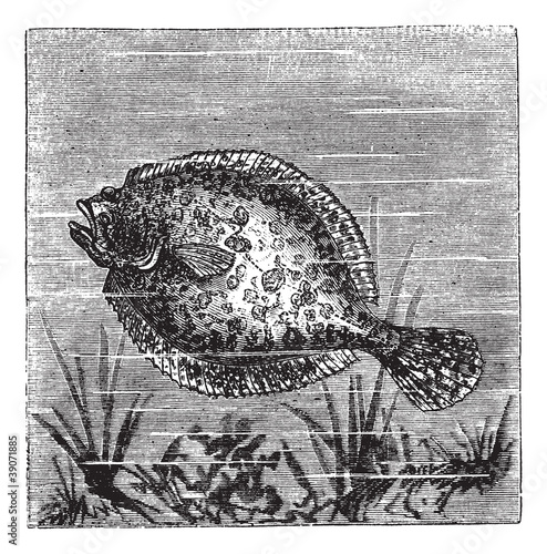European flounder or Platichthys flesus, vintage engraving