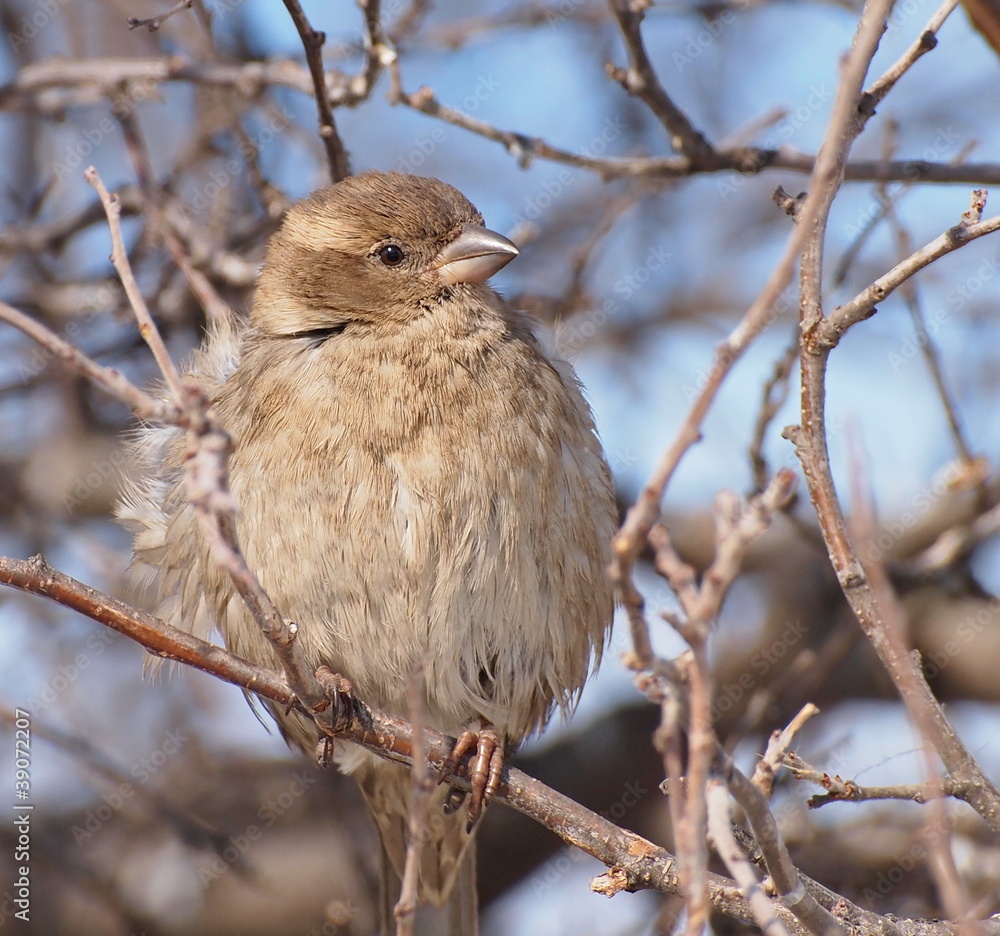 House Sparrow, Passer domesticus House Sparrow, Passer domesticus