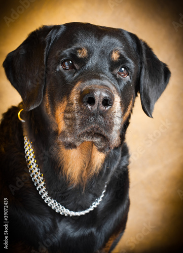 portrait of a purebred  rottweiler in studio.