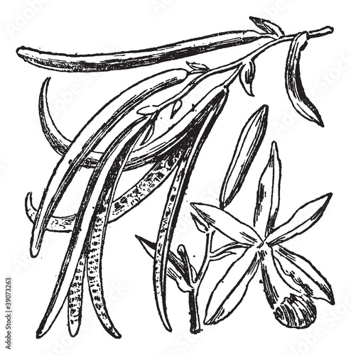 Vanilla or Vanilla planifolia, vintage engraving