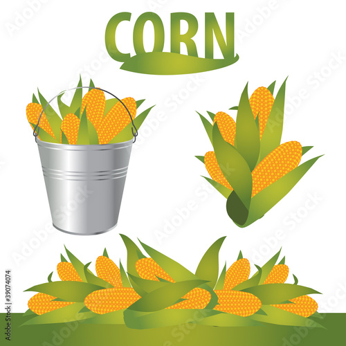 Vector corn