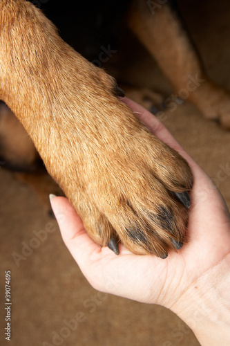 Paw of a dog of breed a Rottweiler