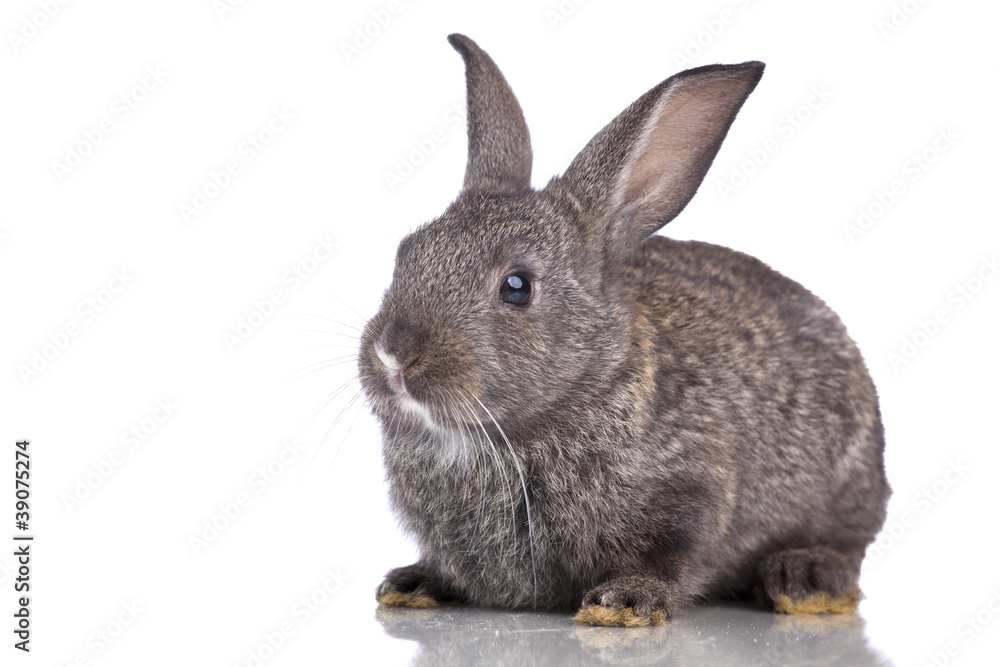 Cute rabbit Cute rabbit