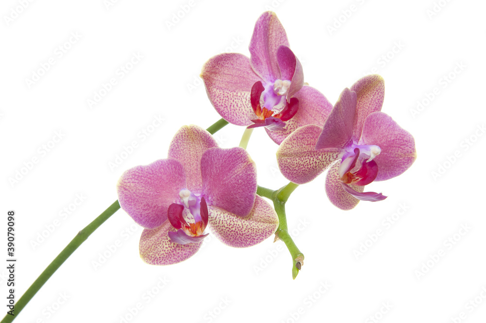 Orchid flower