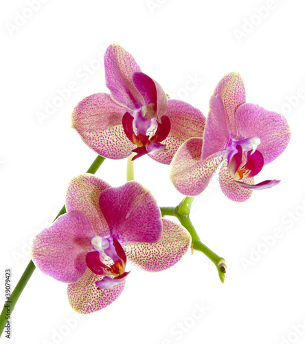 Orchid Flower