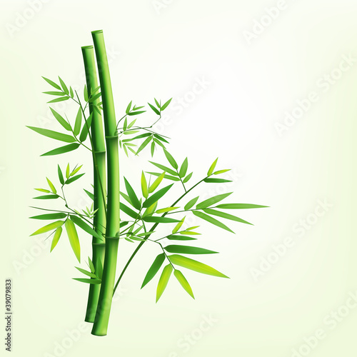 Bamboo green fresh  vector illustration