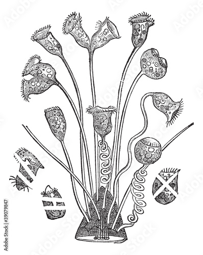 Bell Animalcule or Vorticella sp., vintage engraving