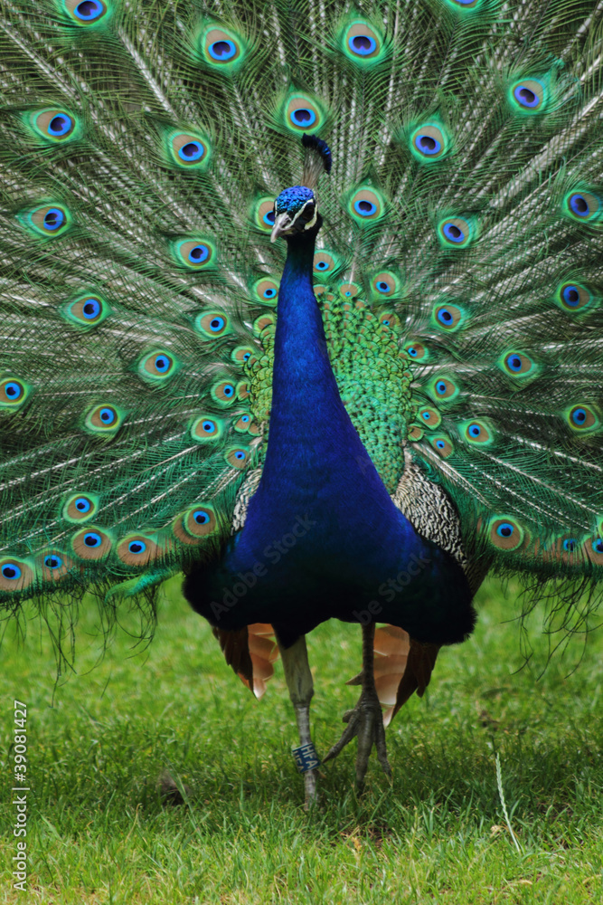 Obraz premium very nice peacock