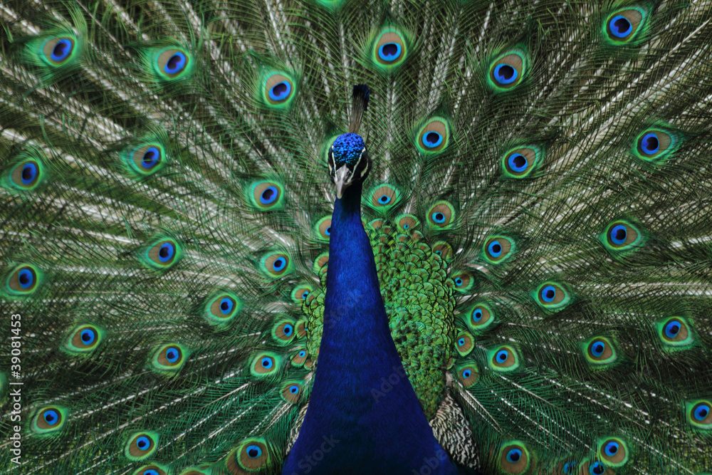 Fototapeta premium very nice peacock