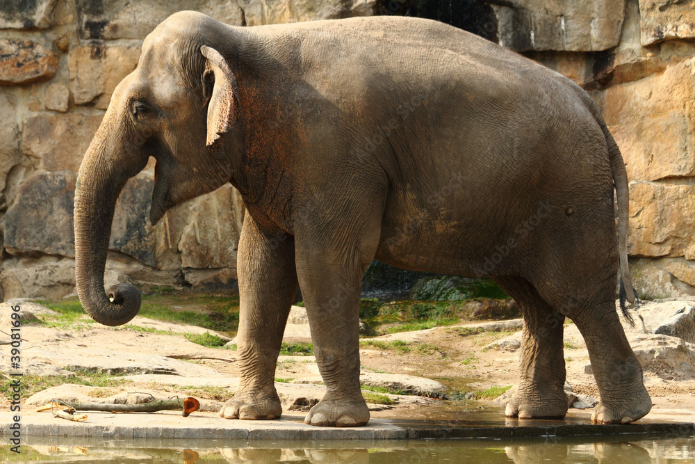 Fototapeta premium elephant