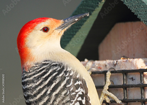 Woodpecker on a Feeder