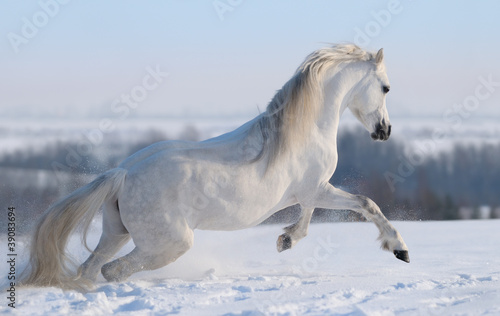 Gray Welsh pony © Kseniya Abramova