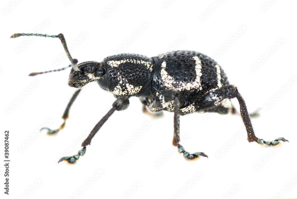 weevil on the white paper weevil on the white paper
