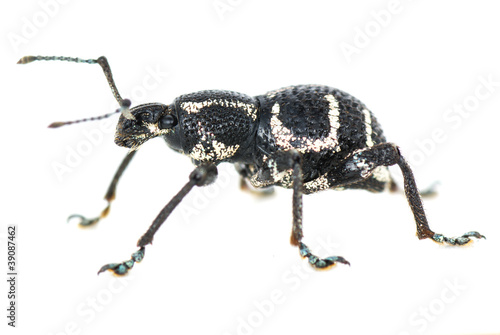 weevil on the white paper