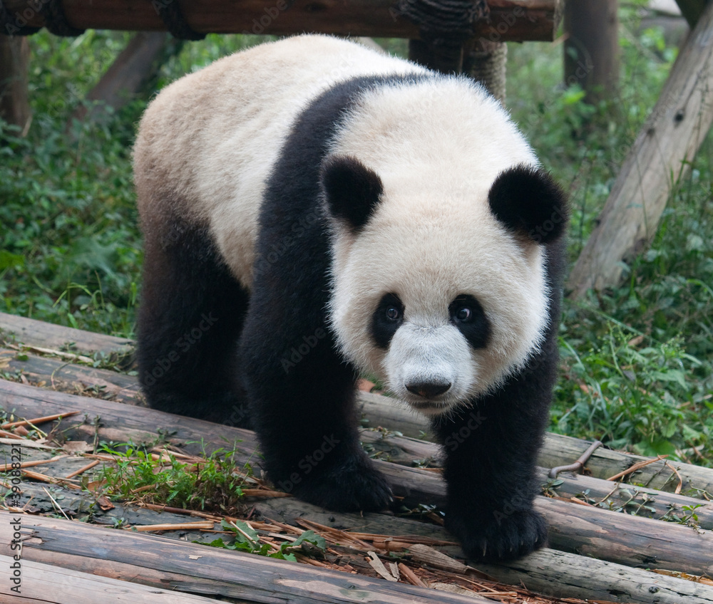 Obraz premium Walking giant panda bear