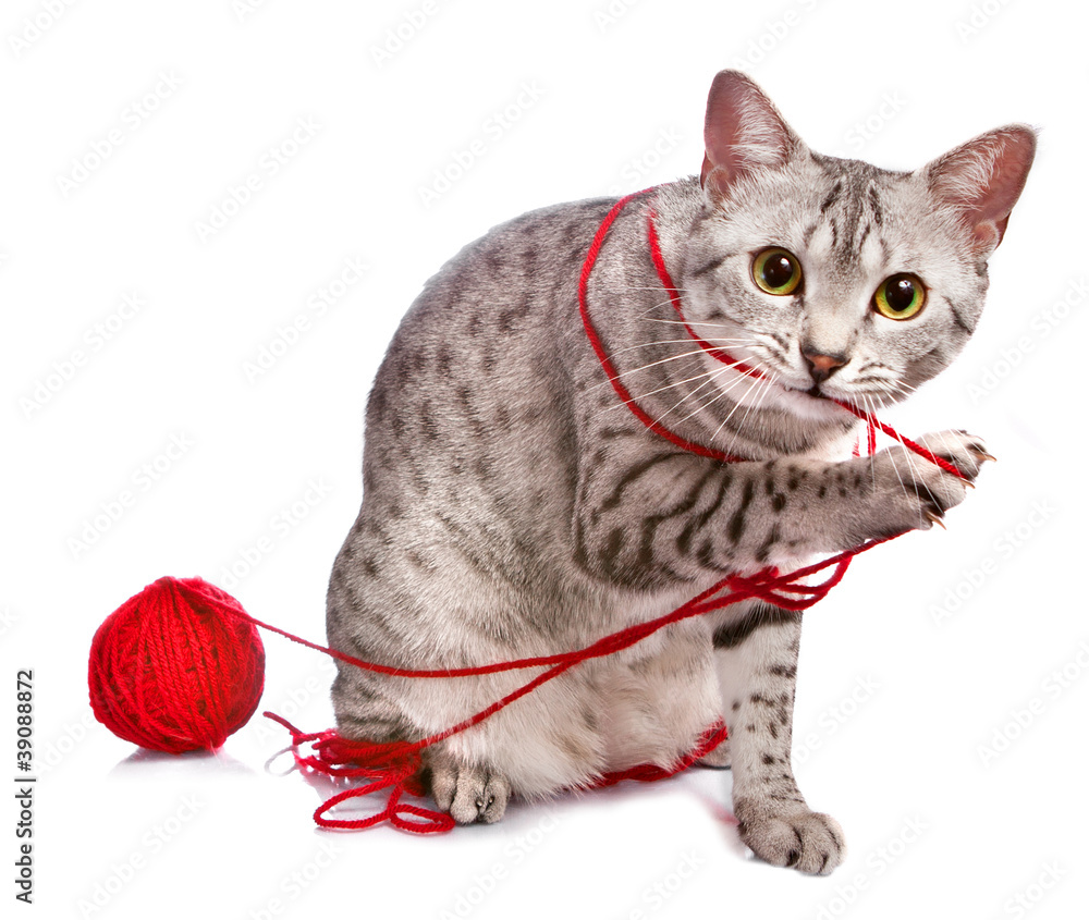 Fototapeta premium Cute Egyptian Mau plays with yarn