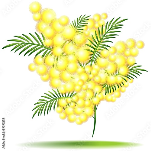 Mimosa in Fiore-Flower-Festa della Donna-Vector
