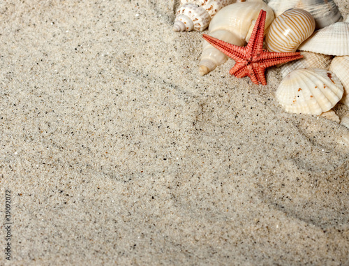 Seashell and starfish in sand