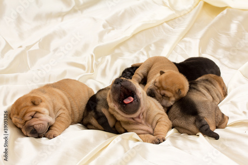 Obraz na plátně Shar pei puppy