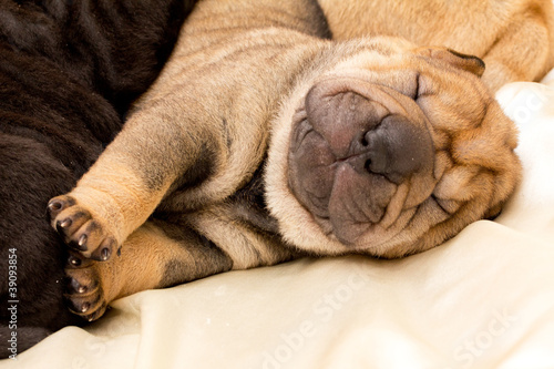 Fotografía Shar pei puppy