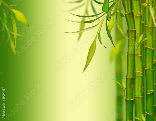 Fototapeta Naklejka Na Ścianę i Meble -  Young bamboo sprouds background