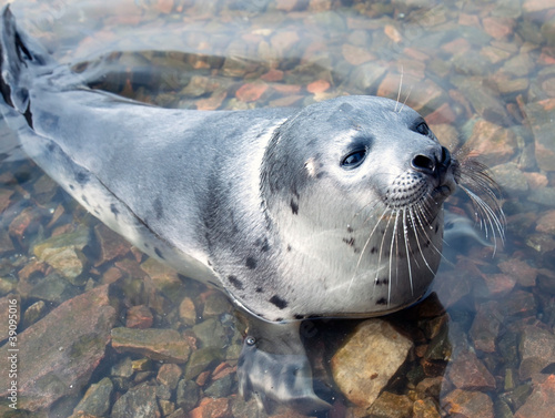 Harp seal  (Pagophilus groenlandicus)