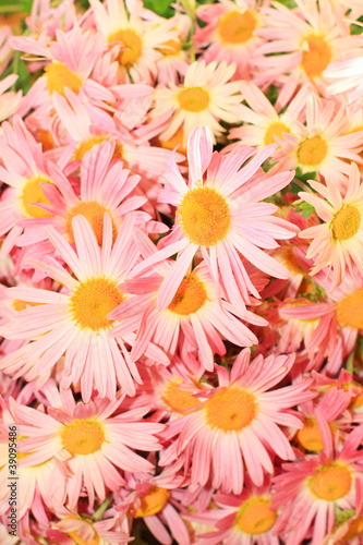 Pink chrisantemum flowers