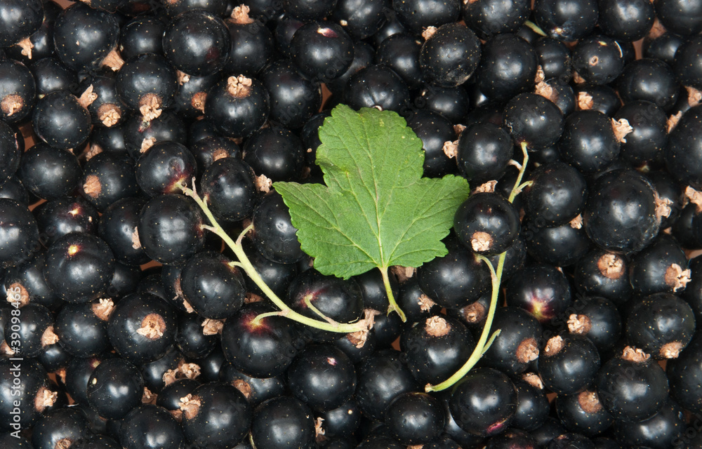 blackcurrant blackcurrant