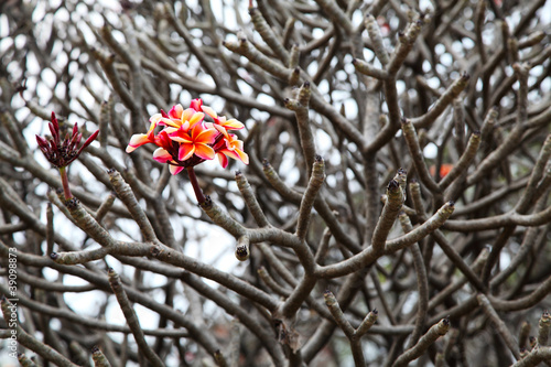 bunch of pink plumeria flowers on tree photo