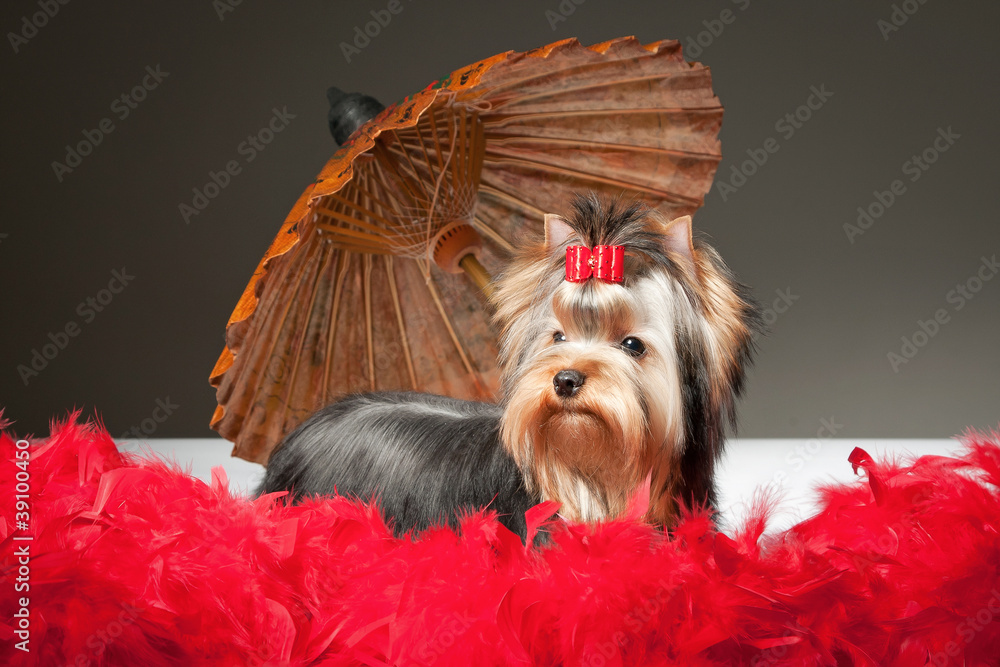 Yorkie umbrella hotsell