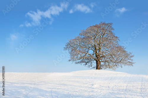 Winter tree © lena_zajchikova