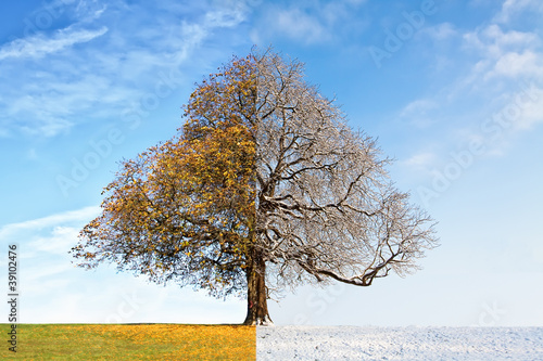 Collage tree summer vs. winter