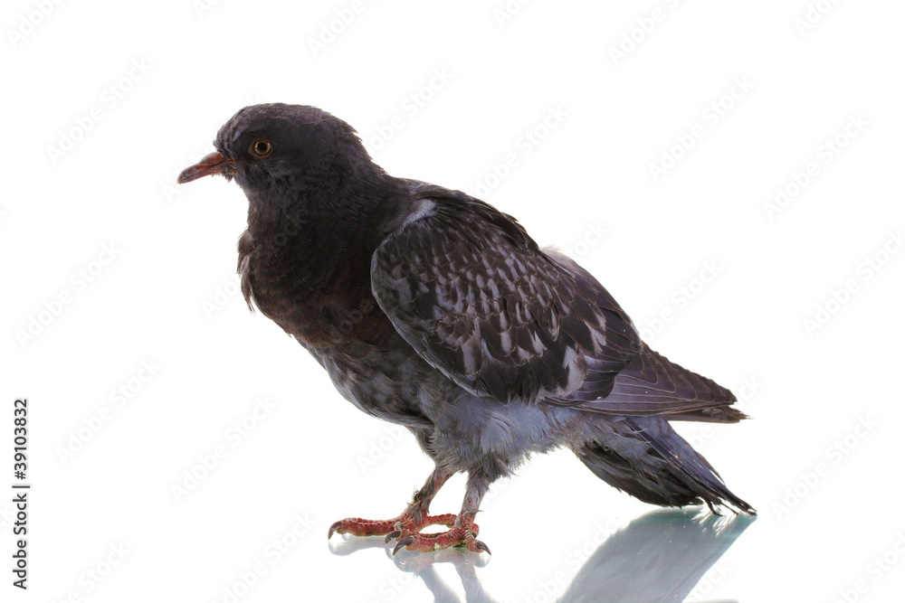 Obraz premium One grey pigeon isolated on white