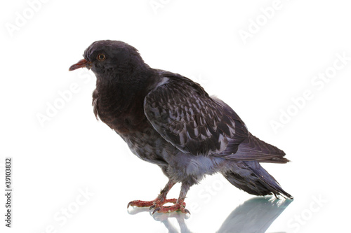 One grey pigeon isolated on white