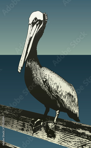 The Pelican