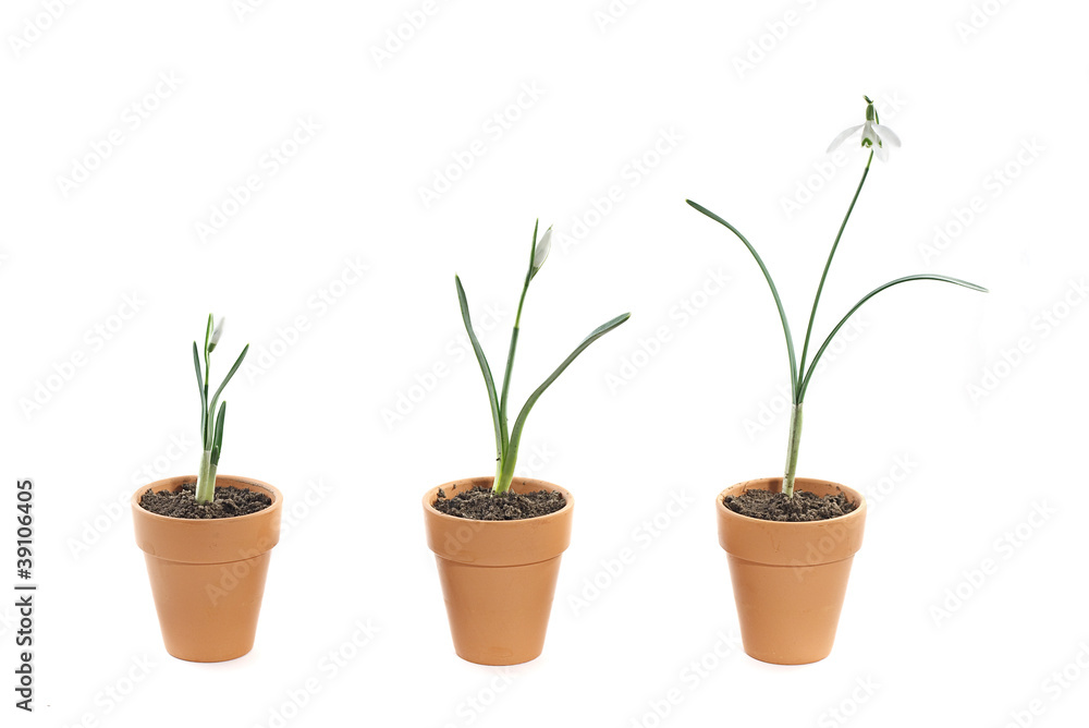 three snowdrops in terracotta pots