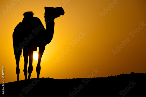 Sun going down in a hot desert  silhouette of a wild camel