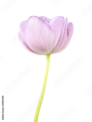 rosa Tulpe