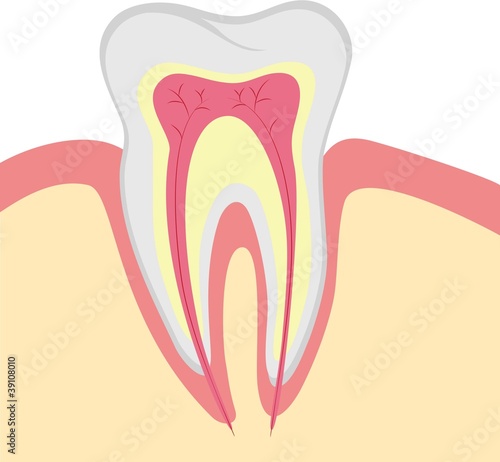 Structure of human tooth, vector illustration