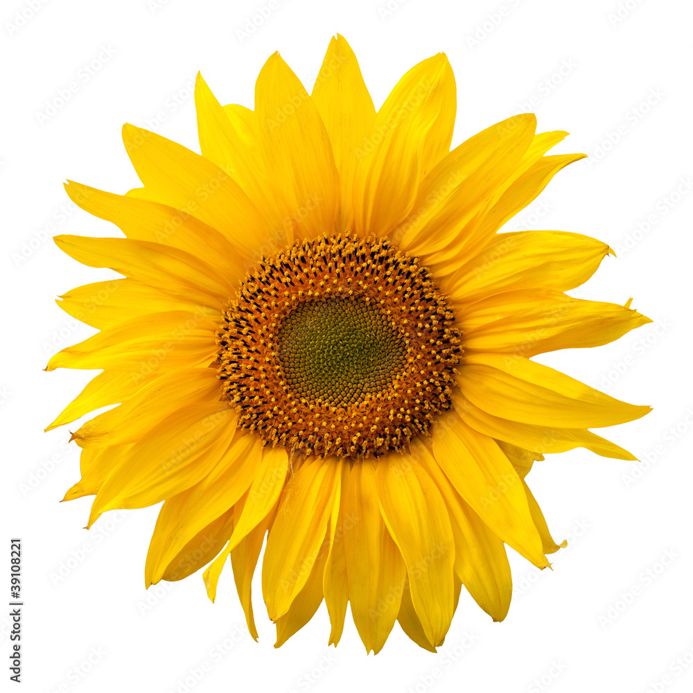 Yellow sunflower isolated on white background Yellow sunflower isolated on white background
