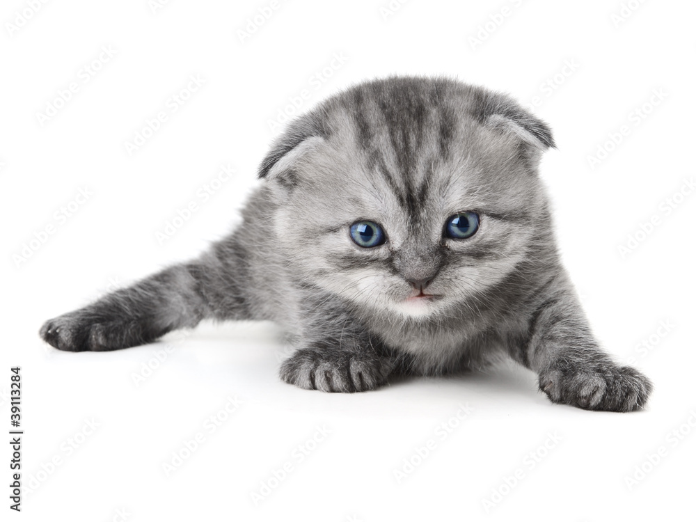 Obraz premium Scottish Kitty