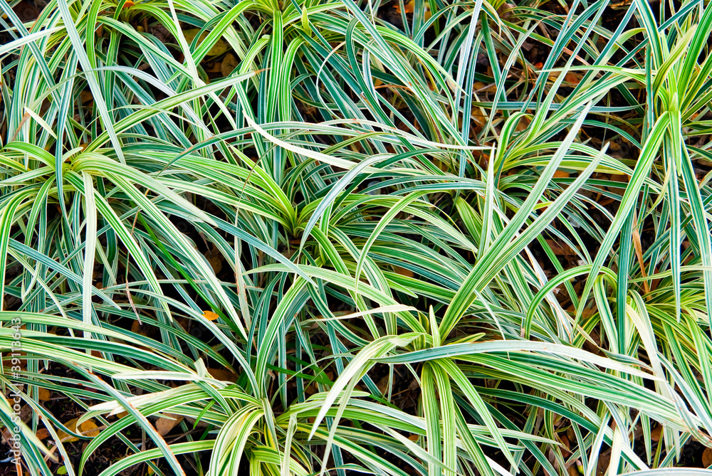 Fototapeta premium foliage