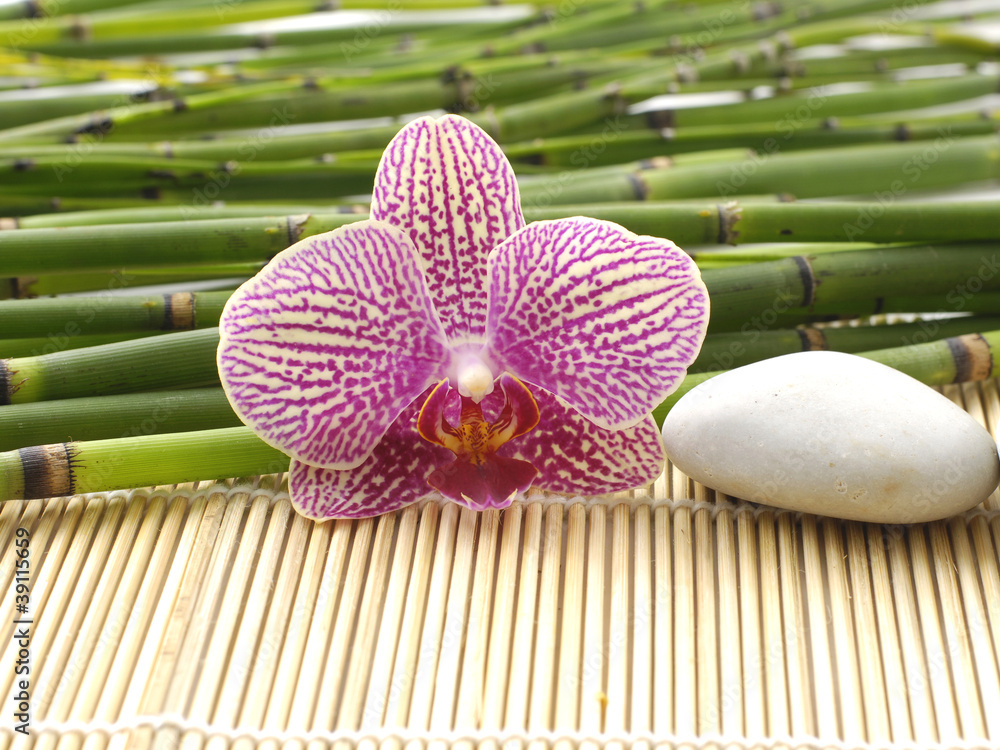 Beautiful orchid and stones with thin bamboo grove Beautiful orchid and stones with thin bamboo grove