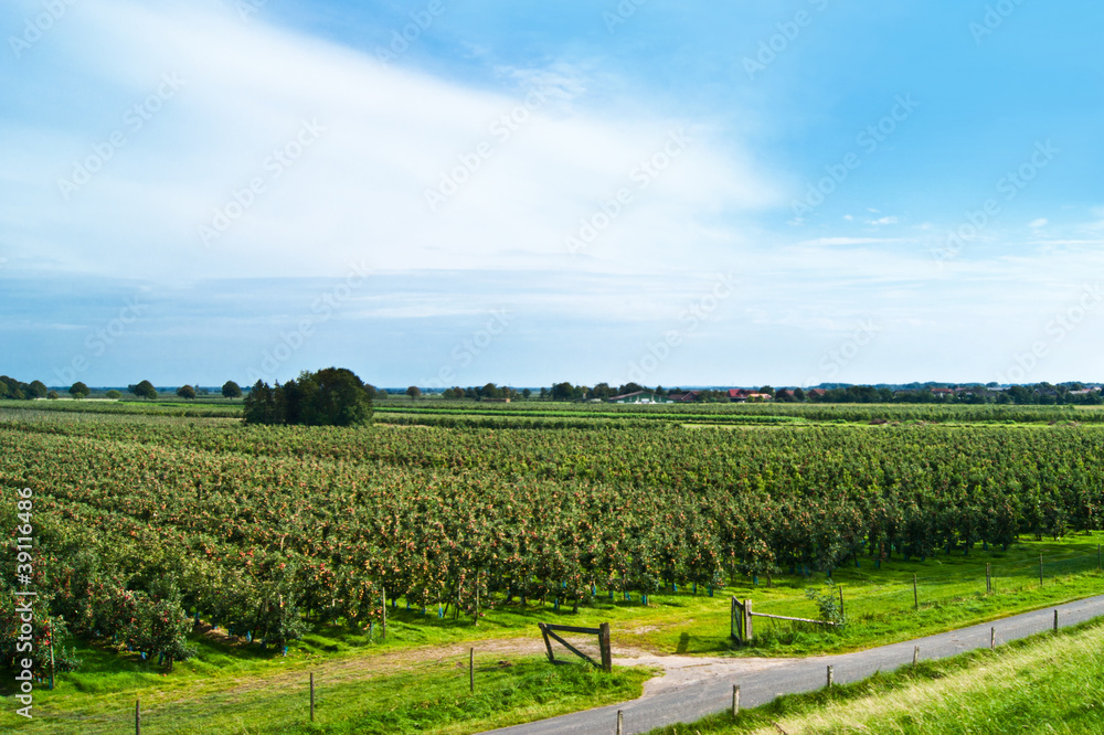 Obraz premium Obstanbau